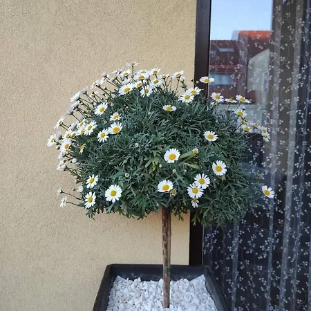 Apartament Mazurskiapartament107 *